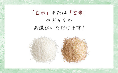 食味値が高く低農薬のコシヒカリ6kg【円山川源流域の清流で育った米】【1292699】