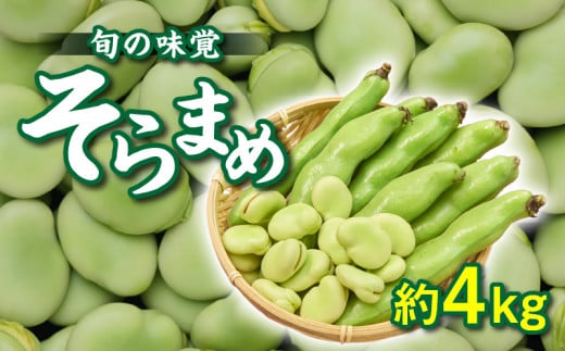 旬の味覚 そらまめ 約4kg【2025年4月下旬～2025年5月下旬配送】