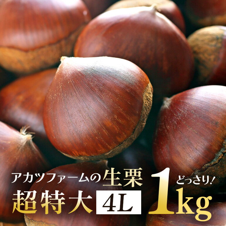 【ふるさと納税】アカツファームの生栗 超特大 4Lサイズ 1kg 栗 笠間 栗 くり 生栗 特大 大きい 大粒 茨城 国産 国産栗 和栗 甘栗 栗ご飯 栗きんとん 栗おこわ 甘露煮 マロン 秋 旬 おやつ スイーツ きんとん 冷蔵 保存料不使用 無添加 ギフト 茨城県 笠間市 送料無料