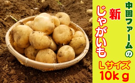 2025年 収穫 種子島 安納 中園ファーム 新 じゃがいも L サイズ 10kg　NFN083 【375pt】