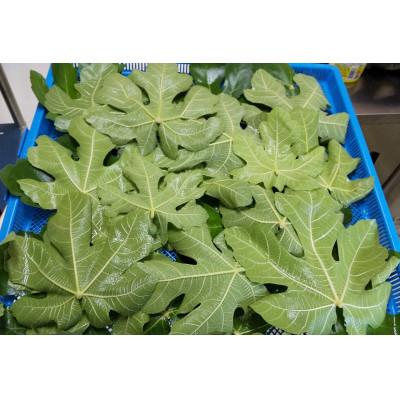 ふるさと納税 北栄町 イチジク葉茶 3袋 |  | 02