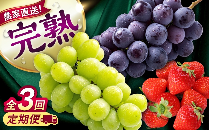 
                  【先行予約】【2026年8月下旬発送開始】【全3回定期便】果物定期便 ピオーネ(約1kg)＆シャインマスカット(約1kg)＆いちご(約500g) 計約2.5kg 食べ比べ / 旬の時期にお届け ぶどう ブドウ 苺 ストロベリー フルーツ 果物 くだもの 青果【有限会社 高司農園】 [AYDP005]
                
