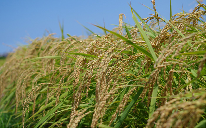 減農薬米！自然豊かな糸島産の山つきのお米です