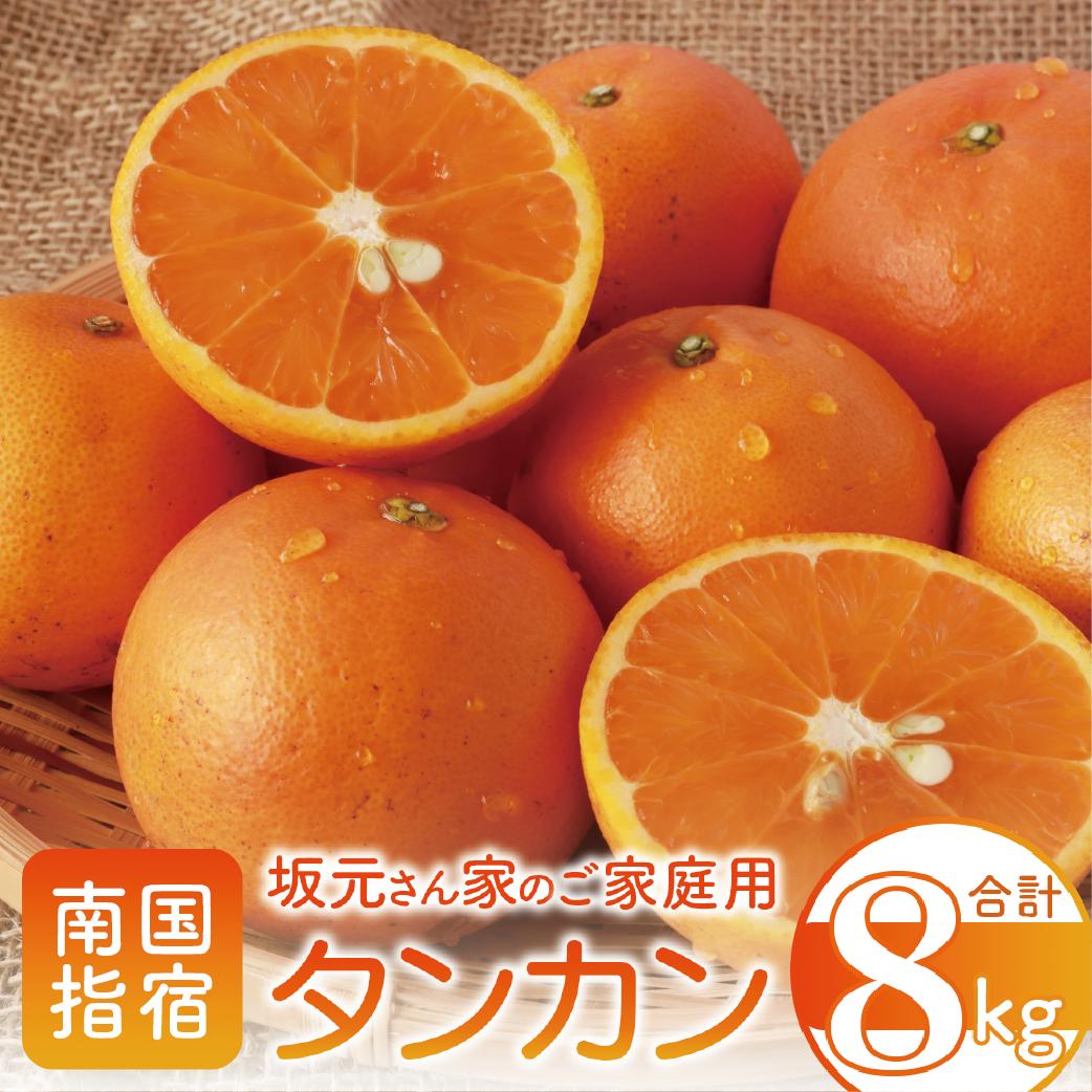 【2026年2月下旬～発送】みかん農家坂元さんちのタンカン ご家庭用 約8kg(坂元果樹園/A-056) タンカン みかん フルーツ 柑橘 柑橘類 旬 果物 いぶすき 指宿 鹿児島 開聞 完熟 果実 春 数量限定 期間限定