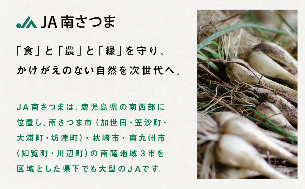 ◆5月中旬発送開始◆【鹿児島県南さつま市産】加世田砂丘らっきょう 約5kg ラッキョウ サラダ 天ぷら かき揚げ 酢味噌 特産品 野菜 旬 期間限定 JA 南さつま市