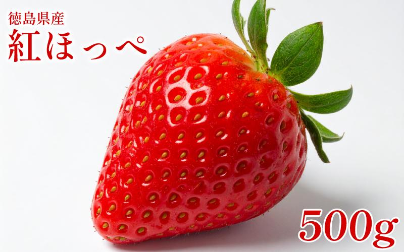 【 先行予約 】 いちご 500g 紅ほっぺ 苺 イチゴ ストロベリー 数量限定 1万円未満 徳島県産 strawberry ichigo itigo 2月上旬より順次出荷 徳島県