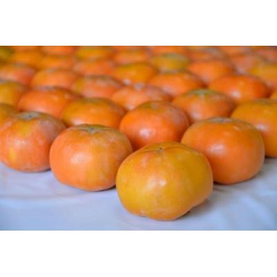 ふるさと納税 京都市 【京都市農協 大枝支部】&lt;令和7年11月中旬〜発送&gt;大枝冨有柿(Lサイズ 15個)