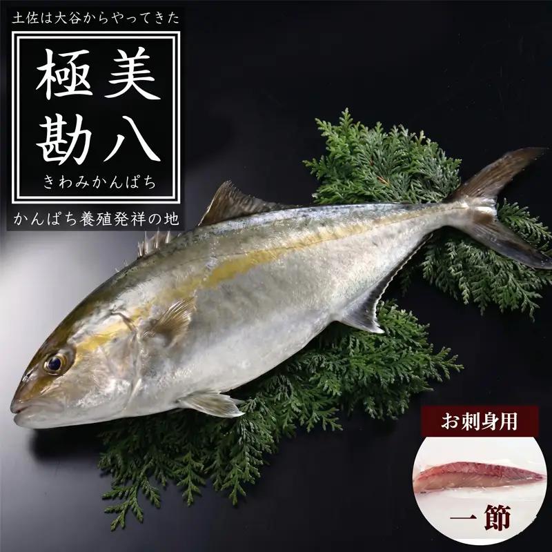 【 カンパチ 】 カンパチ 1節