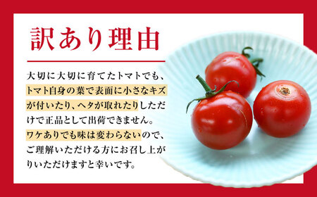 【訳あり】ミニトマト約3kg  ＜白石農園＞ [CBI003] トマト とまと フルーツトマト こだわりトマト おすすめトマト トマト おススメトマト 人気トマト 定番トマト 通販トマト トマト お取