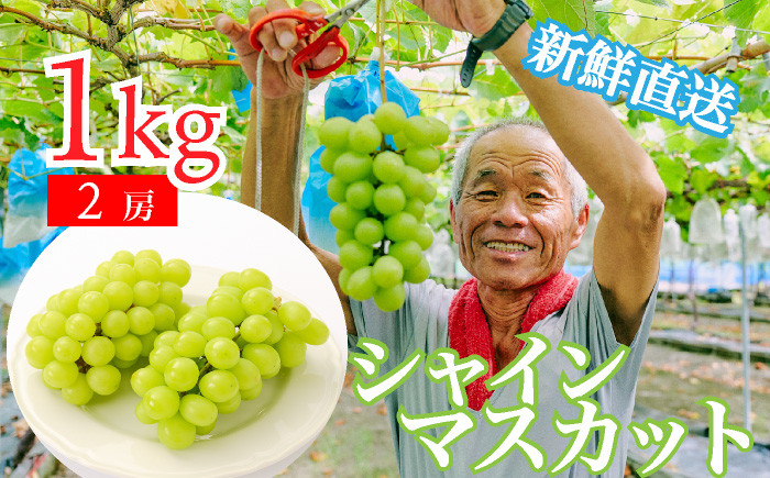 
                  【2026年先行予約】かわさき葡萄園のシャインマスカット(1kg)
                
