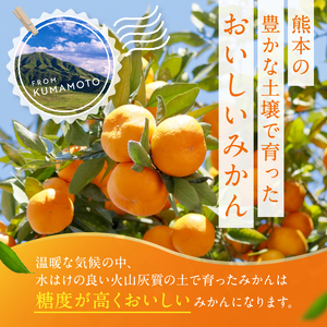 訳あり くまもと みかん 約 5kg 【 11月頃～2月頃まで 発送 】 | 果物 くだもの フルーツ 柑橘 柑橘類 みかん ジューシー みかん 甘い みかん ミカン 家庭用 みかん 温州 みかん 蜜