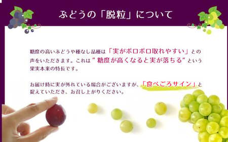 【2025年 先行予約】 クイーンルージュR 2房 | 果物 くだもの フルーツ 葡萄 ぶどう ブドウ 長野県 塩尻市