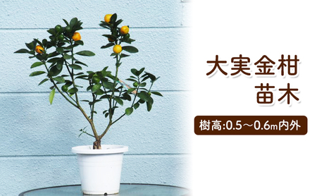 苗木 きんかん 大実金柑 キンカン 金柑 苗木 植物