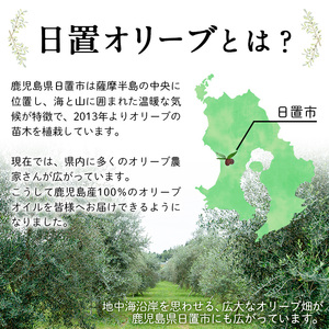 No.1253 ＜数量限定＞オリーブの苗(1本)鹿児島県産 苗 観葉植物 オリーブ 国産 シンボルツリー 庭木 内祝い ギフト 贈答 プレゼント 観賞 苗木【鹿児島オリーブ】