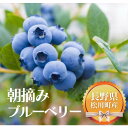 【ふるさと納税】＊2025先行＊ 朝摘みブルーベリー 600g／2025年6月下旬頃発送 贈答用 大粒 2Lサイズ 国産 長野県産 スムージーにも　KB02