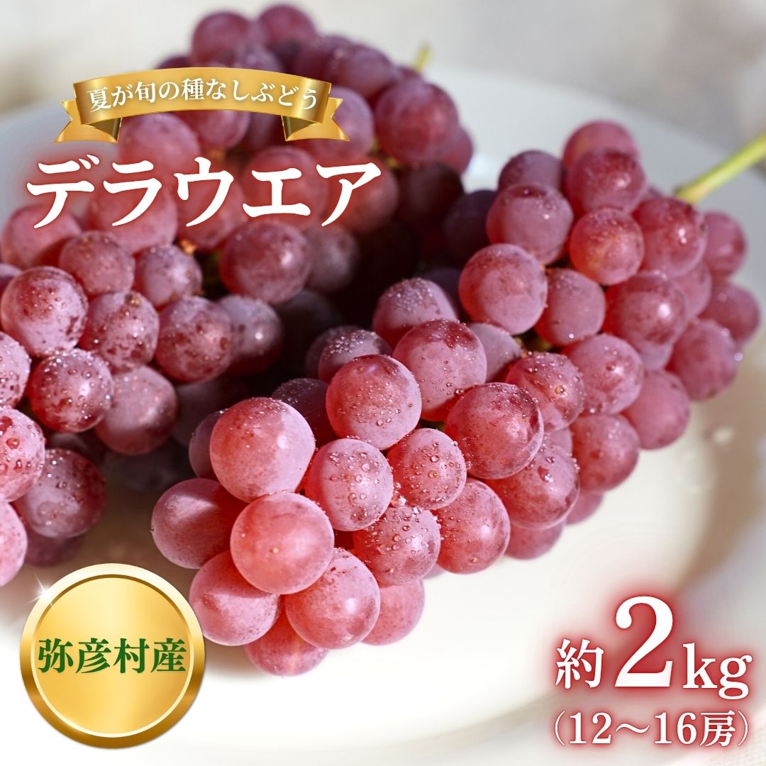 【ふるさと納税】【令和8年産 先行予約】 デラウエア ぶどう 約2kg (12～16房) 種なし (種が少ない) 弥彦村産 | デラウェア 2キロ 種無し 葡萄 ブドウ 果物 くだもの フルーツ 甘い 贈答用 家庭用 ギフト 贈り物 プレゼント 産地直送 新潟県 弥彦村 弥彦アグリセンター