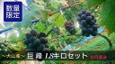 【ふるさと納税】17-21_【期間限定・数量限定】犬山産 完熟 種なし巨峰 1.8キロ （先行予約） | ぶどう 甘い 1.8キロ 限定 夏 林ファーム 房 ブドウ 巨峰 犬山