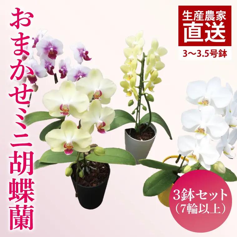胡蝶蘭 花 お祝い ギフト おまかせミニ胡蝶蘭（単鉢・7輪以上）3鉢セット