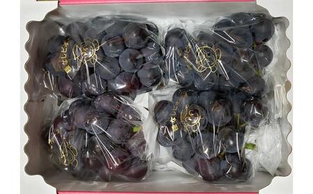 内子町産 ピオーネ ムジ 4～6房 2Kg ★2025年8月下旬から発送★【北海道・沖縄配送不可】