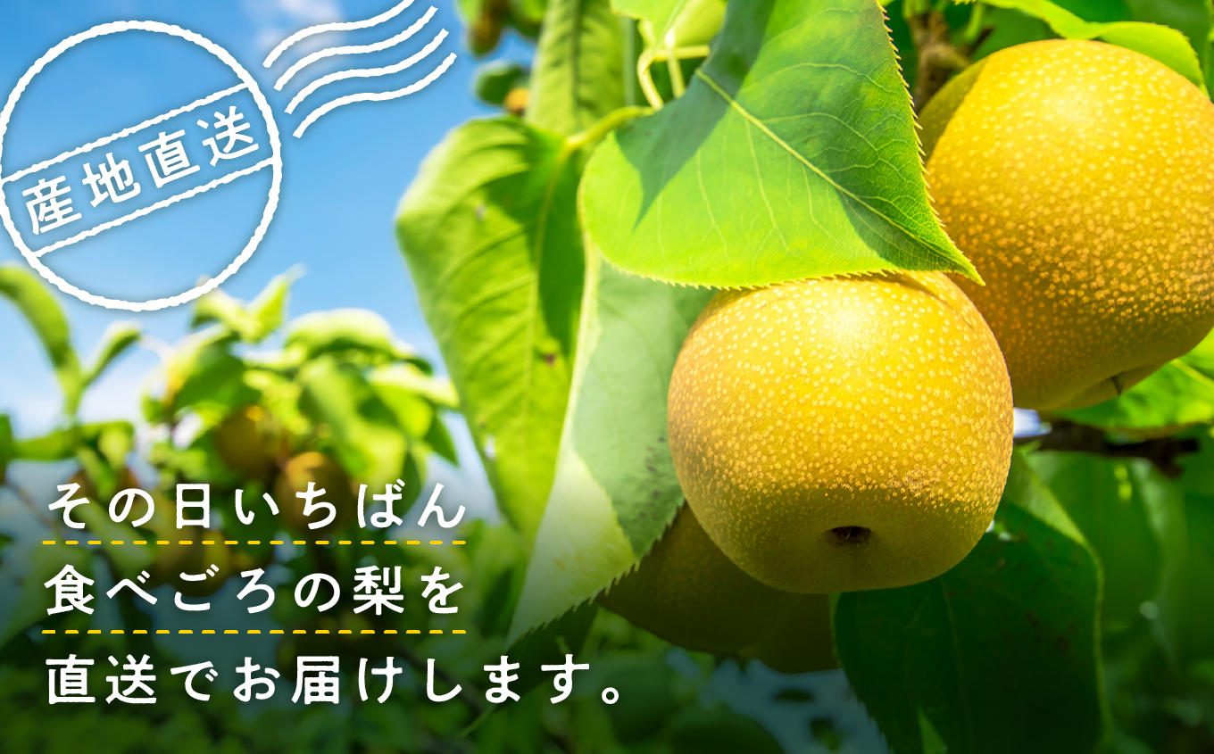もぎたて梨 5kg 採れたて あきた梨 幸水 あきづき 南水 かおり 秋泉 秀玉 新星 新高 12~18玉前後 旬 果物 くだもの フルーツ なし 冷蔵 送料無料 お取り寄せ 秋田県産 秋田 潟上市 