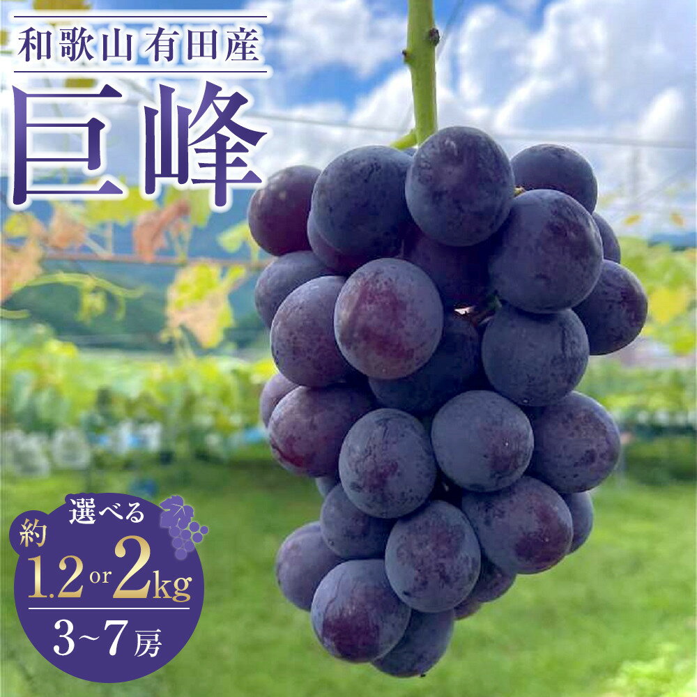【ふるさと納税】【選べる容量】約1.2kg or 約2kg 先行予約 和歌山 有田産 巨峰［2026年8月下旬以降発送］ | 有田川町 巨峰 朝採れ 新鮮 ぶどう 果物 人気 おすすめ フルーツ 贈答用 家庭用 和歌山県産 お取り寄せ 送料無料 ふるさと納税