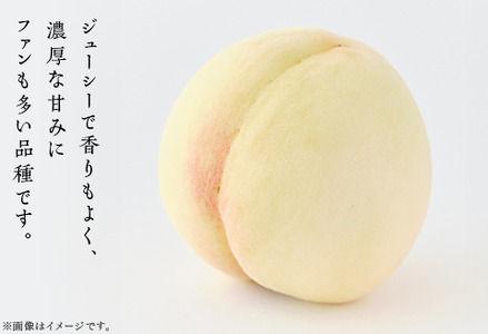 【ご家庭用】岡山白桃 白鳳 5～7玉
