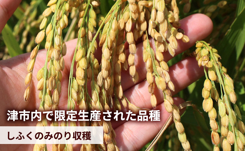 至福の一杯 5kg 令和6年産 米 お米 新米 ご飯 飯 精米 津市 三重県 新品種 しふくのみのり