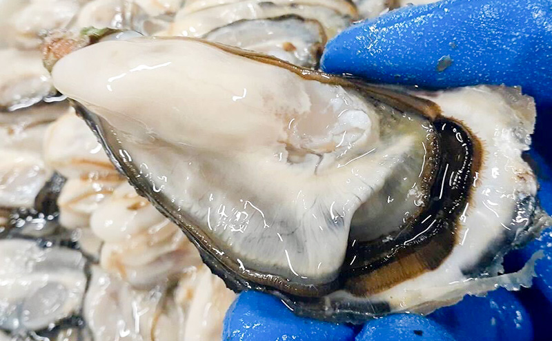 北海道 サロマ湖産 牡蠣 剥き身 500g×2 生食用 かき カキ 海鮮 魚介 国産 むき身 生牡蠣 冷蔵 産地直送 オホーツク 魚貝類