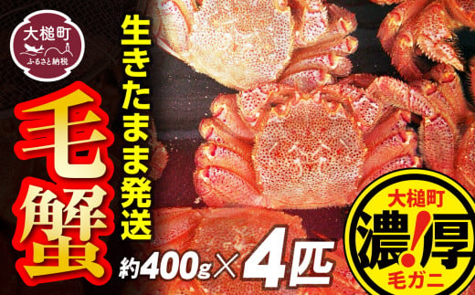 【令和7年発送先行予約】三陸産！活毛ガニセット 400g×4杯【2025年2月～4月発送】