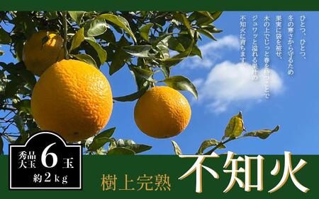 不知火 希少な樹上完熟！ 秀品大玉 6個入 (約2kg)　【2026年2月下旬頃～4月中旬頃まで発送】【KT2】