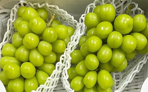 厳選！大粒で大房のシャインマスカット 秀品 2～3房入り（約1.6kg～2.1kg）[後半]【令和8年産先行予約】FS24-667 くだもの 果物 フルーツ 山形 山形県 山形市 2026年産