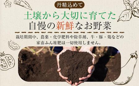 【定期便全4回】旬の採れたて 7～10種類お野菜詰め合わせセット TAGATAME タガタメ【野菜 特別栽培 栽培期間中農薬不使用 採れたて 香川県 さぬき市】