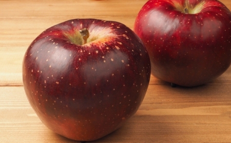 【2026年先行予約】秋映 約5kg｜ りんご