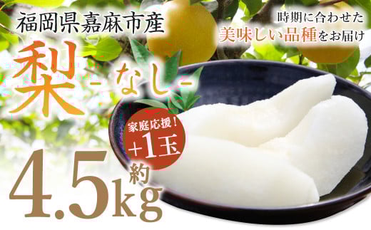 【家庭応援】 梨 4.5kg+1玉 【2025年8月上旬-12月上旬発送予定】 ナシ フルーツ くだもの 福岡県 嘉麻市