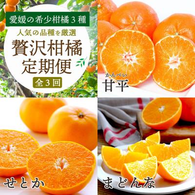 ふるさと納税 八幡浜市 【発送月固定定期便】愛媛の柑橘3品種を厳選!まどんな・甘平・せとか柑橘定期便【G25-163】全3回