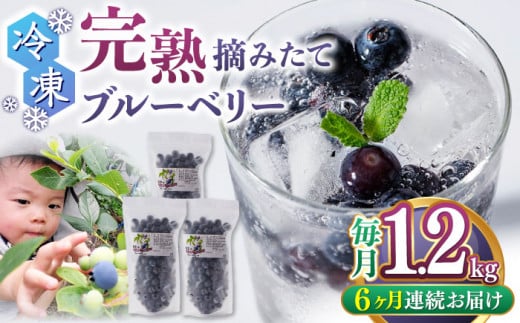 【8月より順次発送】【全6回定期便】冷凍ブルーベリー 計1.2kg ( 400g × 3パック ) 熊本県産 山都町産 ブルーベリー フルーツ スムージー 果物 小分け 国産【清和の恵み工房】[YAA005]