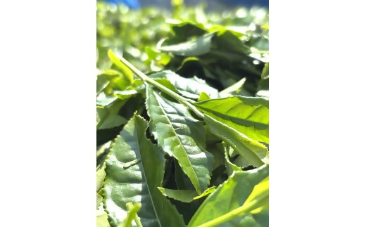 【高島屋選定品】<川原製茶>一番茶伊勢茶ペットボトル　24本　TSY-04-01