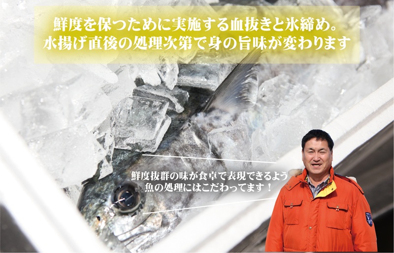 泉州さわら 片身 約1kg 099H3541