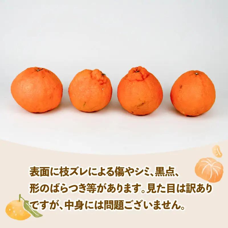 みかん 訳あり 不知火 ( デコポン と同品種) 約 5kg スーパー山田屋 先行予約 しらぬい 甘い 果物 くだもの フルーツ 柑橘 mikan 蜜柑 愛媛蜜柑 愛媛みかん わけあり サイズ 不揃い