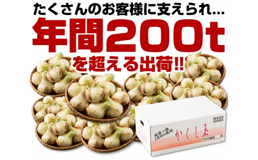 【新たまねぎ】今井ファームの淡路島たまねぎ「かくし玉