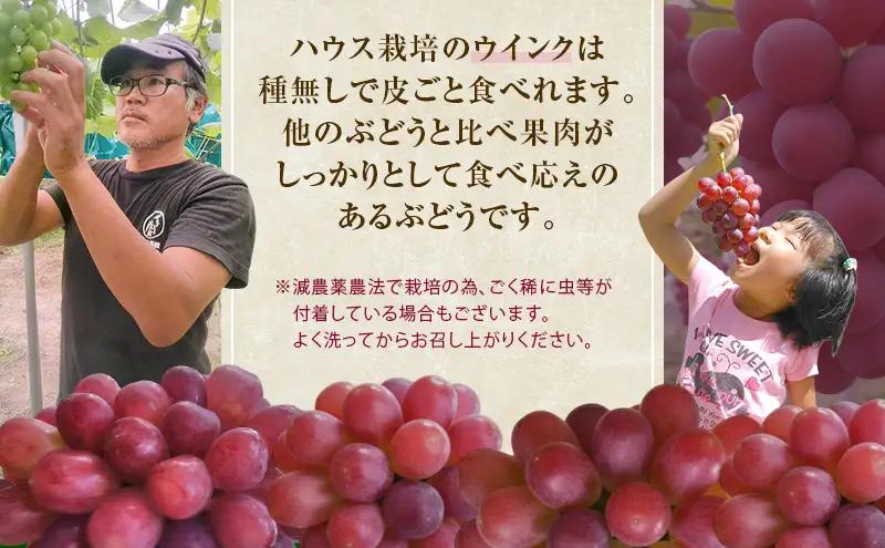 ぶどう 2026年 先行予約 ぶどう ウインク 1房 約500g  岡山県産