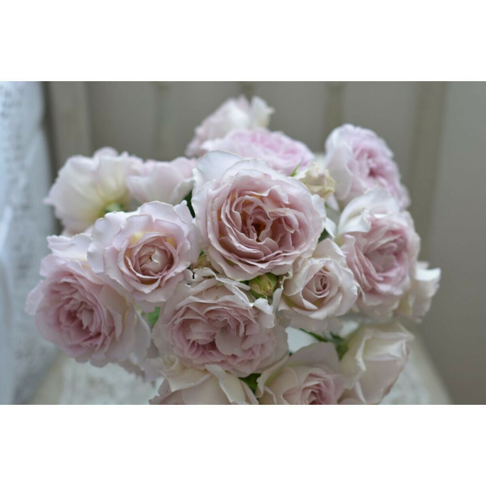 【ふるさと納税】【先行受付】バラ鉢苗　タフタ【2026年4月下旬より発送】河本バラ園