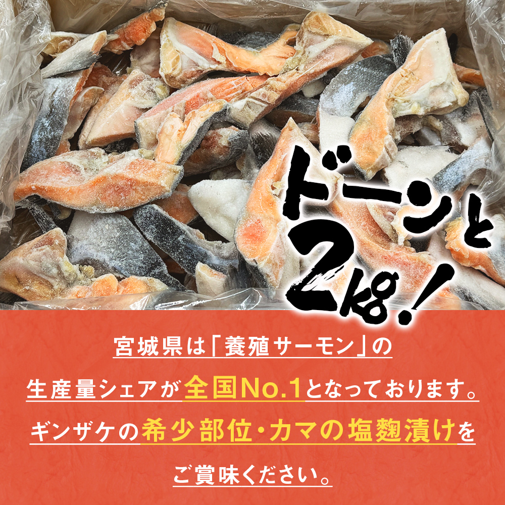 【数量限定】10月配送 訳あり ギンザケ カマ 塩麹漬け 石巻産 2kg 銀鮭 鮭カマ 　さけカマ ギンザケカマ 銀鮭カマ 塩麹漬けカマ 鮭 漬魚 サーモン 鮭 焼き魚 魚 焼魚