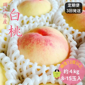 土-20　白桃 特秀 ロイヤル 大玉 定期便 約4kg 3回発送 岡山県産 桃 もも  御中元 ギフト 御礼 プレゼント 御礼 御祝 御供 果物 くだもの フルーツ