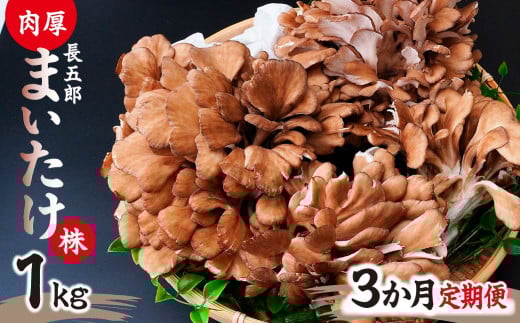 【3ヶ月定期便】まいたけ 長五郎まいたけ かぶ 500g×2個 3回分｜舞茸 まいたけ レシピ付き ジューシー ステーキ 天ぷら 炊き込みご飯 舞茸ご飯 ごはん きのこ 野菜 丸ごと 国産 無農薬 安全 安心 食物繊維 健康  カロリー 低い 産地直送 プレゼント ギフト 贈り物 群馬県 前橋市