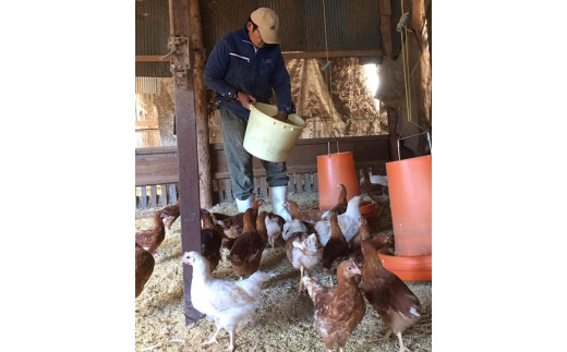 【定期便3か月】平飼い・有精卵　あさひのたまご35個+破卵保障5個入り