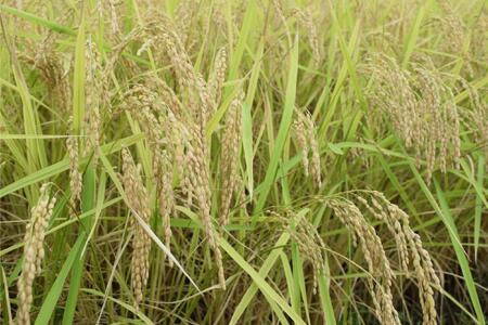 【令和8年産・新米予約・定期便】新潟県南魚沼市の豊かな自然が育んだ、極上のコシヒカリ　2kg×3か月【2026年9月下旬より1ヶ月以内に順次発送予定】