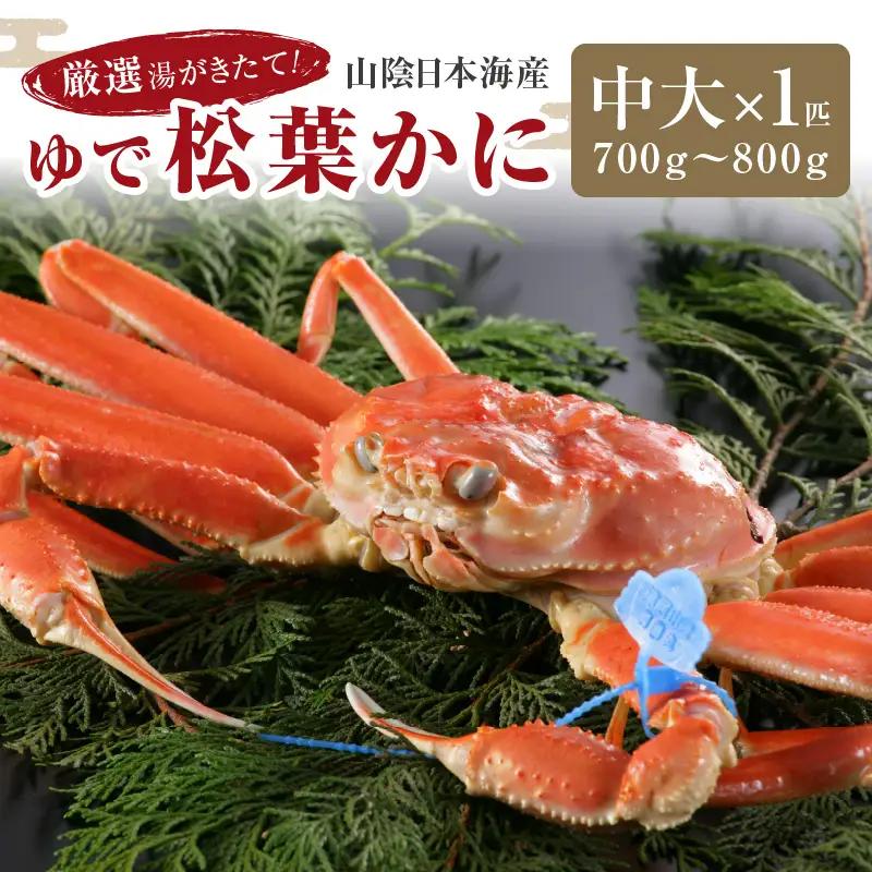 かに卸問屋がお届け・自社釜ゆで！山陰沖ゆで松葉がに 700ｇ～800ｇ 中大サイズ（1月～3月発送）／北畿水産 かに