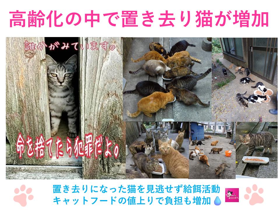 【返礼品なし】猫愛護活動支援 NFN641 【250PT】// 特定非営利活動法人　種子島 島neco会