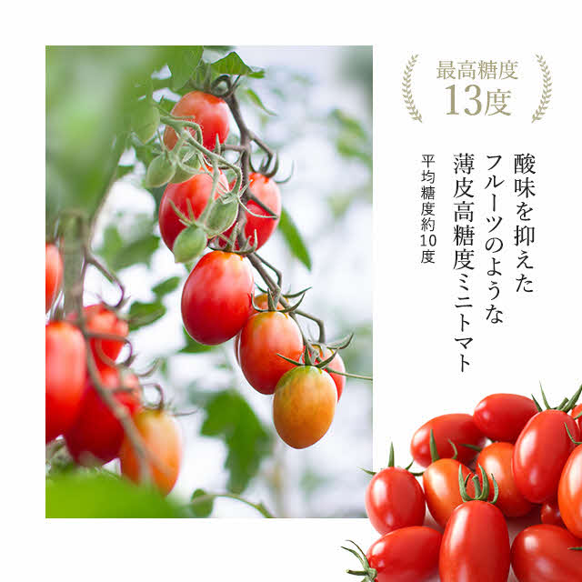 【2024年産受付】金賞受賞　フルーツトマト ジェルバ 1.2kg